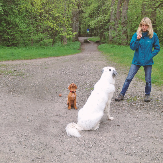 Hundetraining be just dog Weilheim